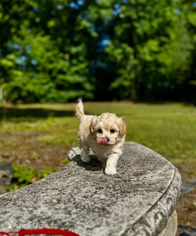 COOKIE-Koreean Maltipoo – Maltipoo, Poodle - Toy  puppy for sale in Greensboro, NC