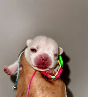 Cherry, a female French Bulldog for sale in Greensboro, NC – 2 of 8