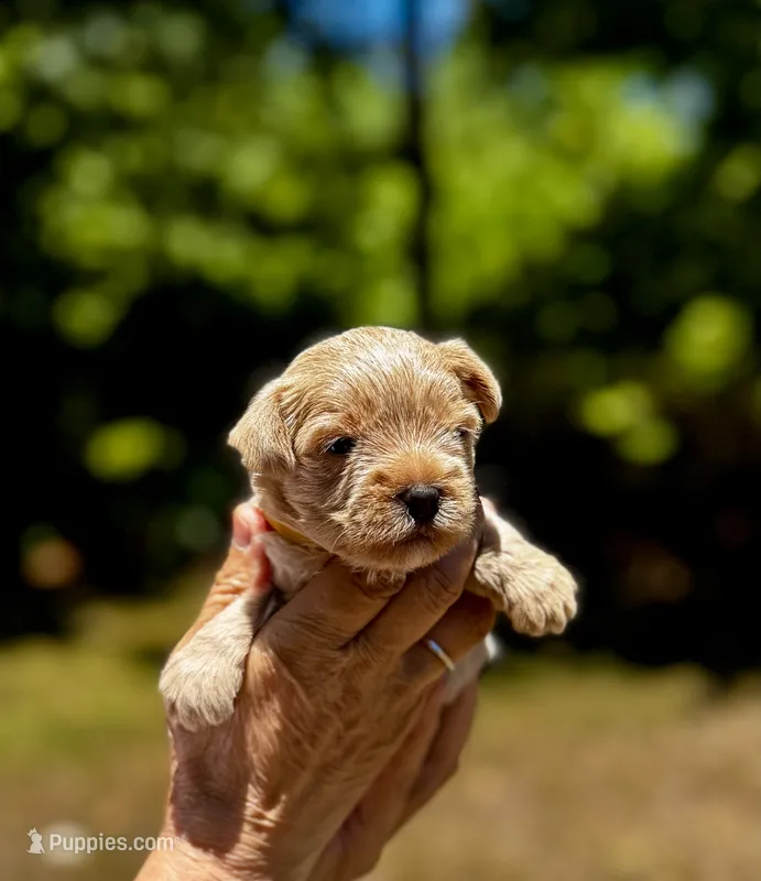 AKC Yorkie---Hankie – Yorkshire Terrier puppy for sale in Greensboro, NC