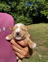 AKC Yorkie--Hero, a male Yorkshire Terrier for sale in Greensboro, NC – 3 of 8
