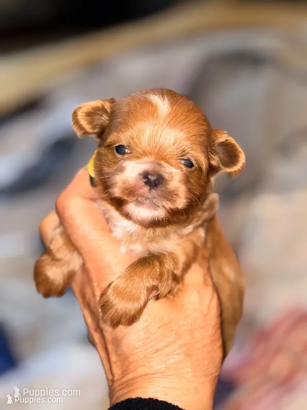 Tea Cup Korean Maltipoo -Pecan  – Maltipoo, Poodle - Toy  puppy for sale in Greensboro, NC