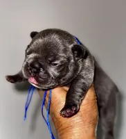 COBY, a male French Bulldog for sale in Greensboro, NC – 4 of 7
