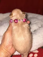 Korean Red toy Maltipoo-Apple, a female Maltipoo and Poodle - Toy  for sale in Greensboro, NC – 5 of 10