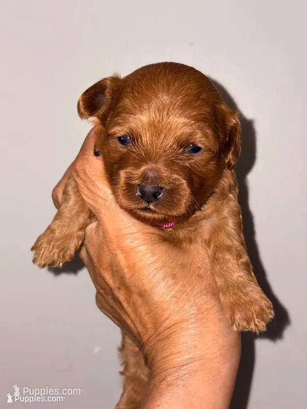 Korean toy Maltipoo - Autumn – Maltipoo, Poodle - Toy  puppy for sale in Greensboro, NC