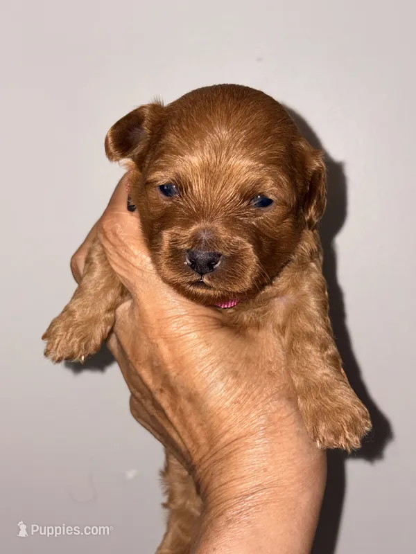 Korean toy Maltipoo - Autumn – Maltipoo, Poodle - Toy  puppy for sale in Greensboro, NC