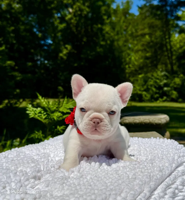 Cherry – French Bulldog puppy for sale in Greensboro, NC