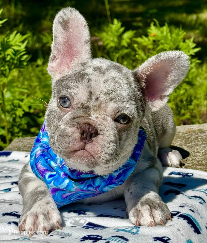 Golf – French Bulldog puppy for sale in Greensboro, NC