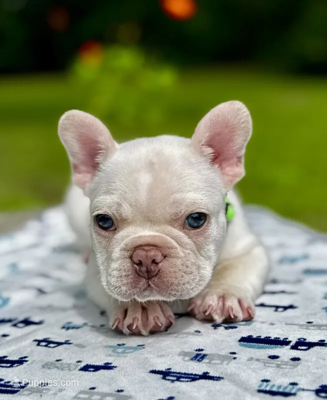 Chilly – French Bulldog puppy for sale in Greensboro, NC
