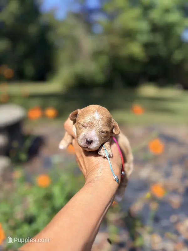 Korean Toy Maltipoo - Pumpkin  – Maltipoo, Poodle - Toy  puppy for sale in Greensboro, NC