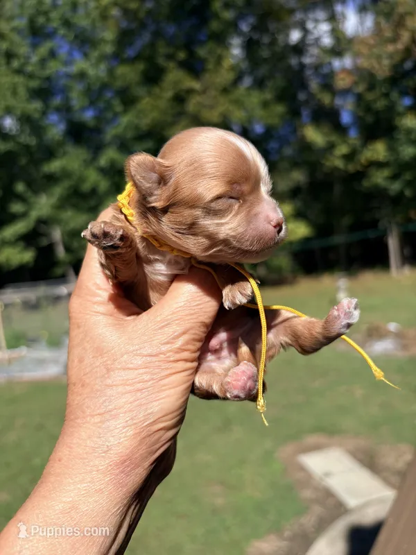 Tea Cup Korean Maltipoo -Pecan  – Maltipoo, Poodle - Toy  puppy for sale in Greensboro, NC