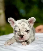 GOLF, a male French Bulldog for sale in Greensboro, NC – 5 of 8