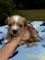 AKC Yorkie--Handy, a male Yorkshire Terrier for sale in Greensboro, NC – 2 of 8
