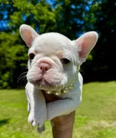 Gail, a female French Bulldog for sale in Greensboro, NC – 4 of 9