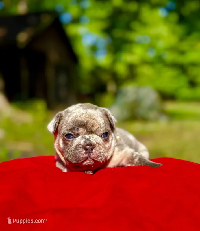 Mochi – French Bulldog puppy for sale in Greensboro, NC