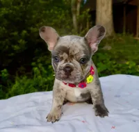 Mochi, a female French Bulldog for sale in Greensboro, NC – 8 of 10