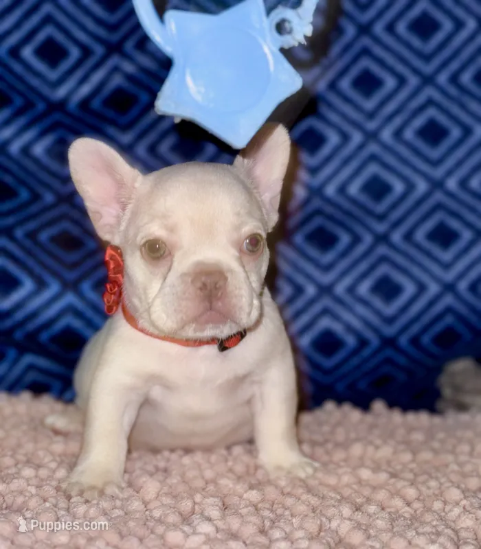 Cherry – French Bulldog puppy for sale in Greensboro, NC