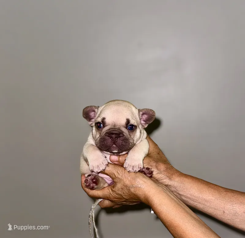 Milky – French Bulldog puppy for sale in Greensboro, NC