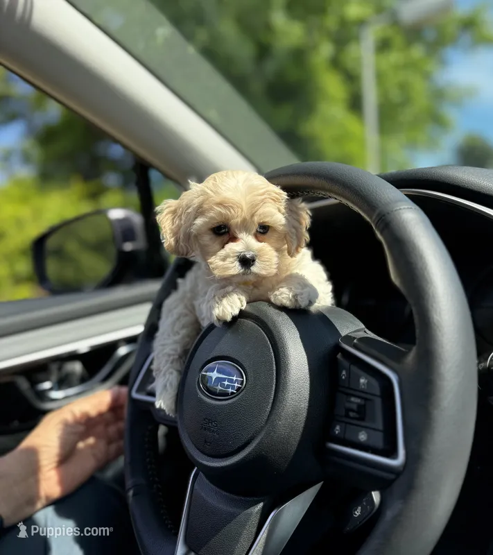 London-Korean Maltipoo – Maltipoo puppy for sale in Greensboro, NC
