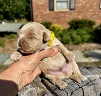 AKC Yorkie---Hankie, a male Yorkshire Terrier for sale in Greensboro, NC – 5 of 7