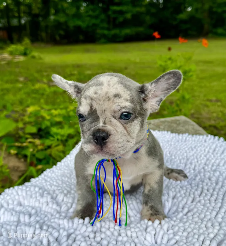 Moe – French Bulldog puppy for sale in Greensboro, NC