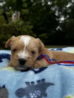 AKC Yorkie--Handy, a male Yorkshire Terrier for sale in Greensboro, NC – 7 of 8