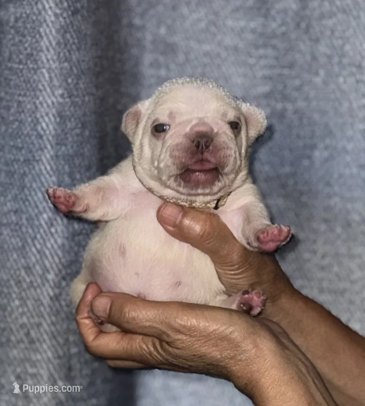 Gail – French Bulldog puppy for sale in Greensboro, NC