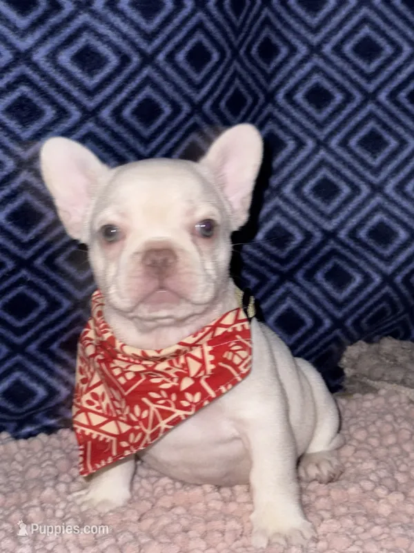 Cherry – French Bulldog puppy for sale in Greensboro, NC