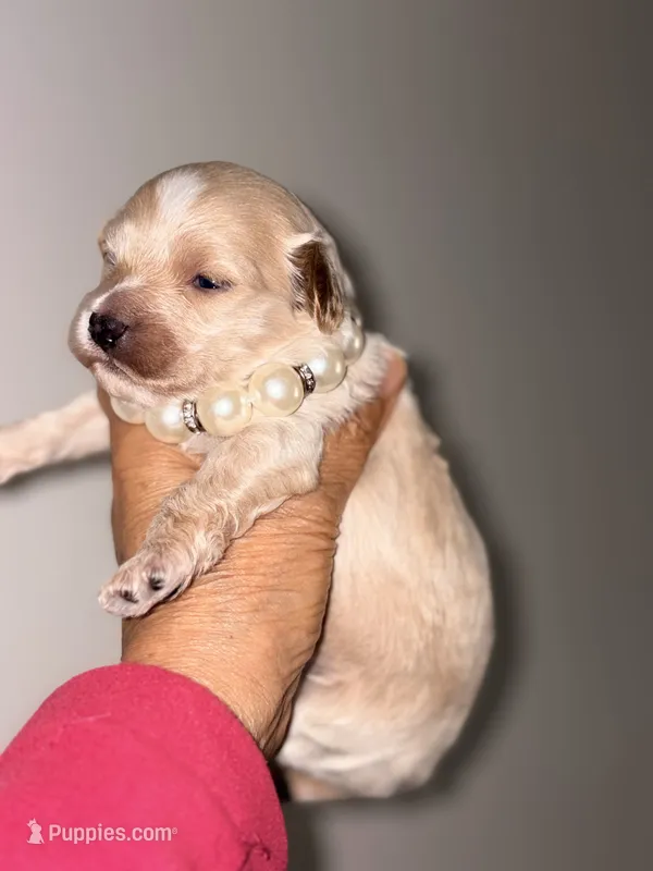 KOREAN TOY Maltipoo - Acorn  – Maltipoo, Poodle - Toy  puppy for sale in Greensboro, NC