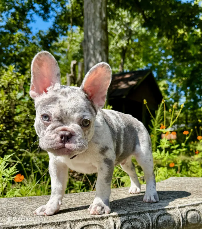 Golf – French Bulldog puppy for sale in Greensboro, NC