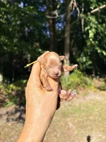 Pecan , a male Maltipoo and Poodle - Toy  for sale in Greensboro, NC – 7 of 9
