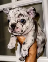 CHIPS, a male French Bulldog for sale in Greensboro, NC – 7 of 8