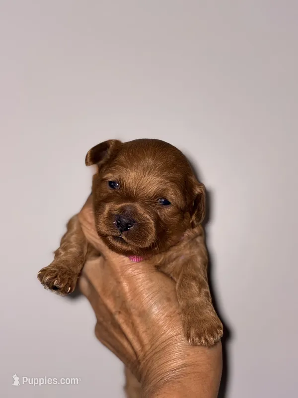 Korean toy Maltipoo - Autumn – Maltipoo, Poodle - Toy  puppy for sale in Greensboro, NC