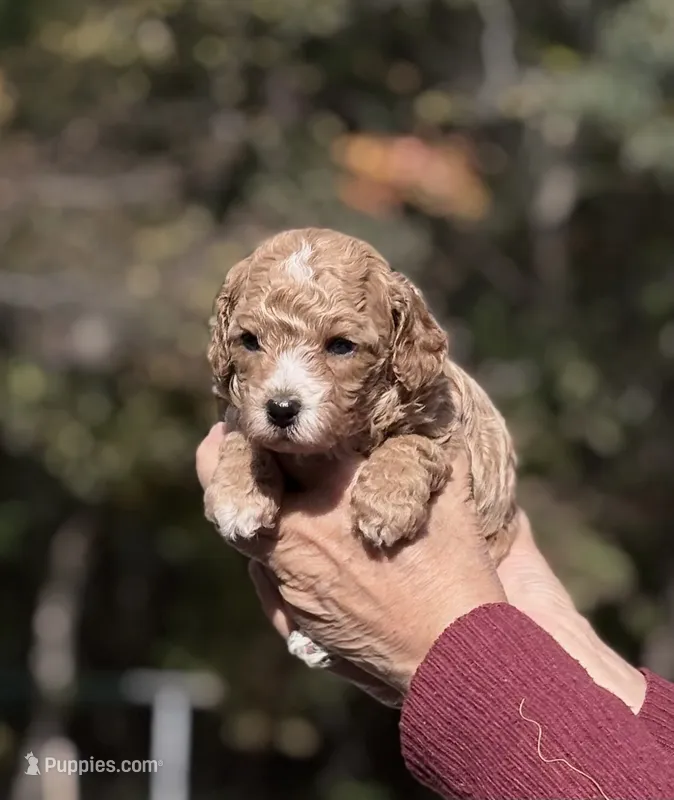 Korean Toy Maltipoo - Pumpkin  – Maltipoo, Poodle - Toy  puppy for sale in Greensboro, NC