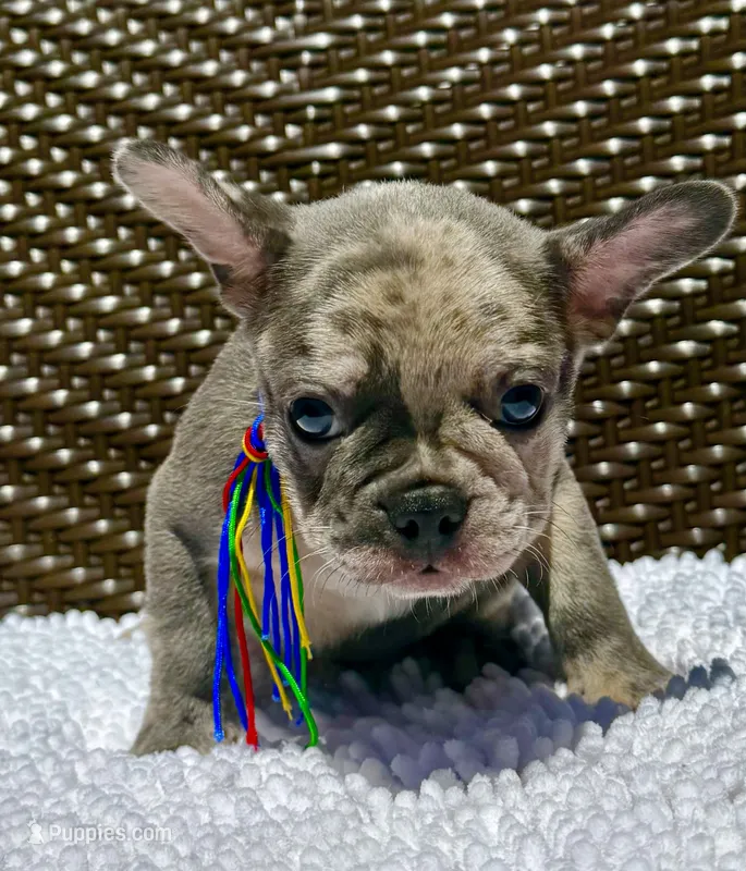 Moe – French Bulldog puppy for sale in Greensboro, NC