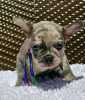 Moe, a male French Bulldog for sale in Greensboro, NC – 10 of 10