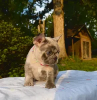 Mochi, a female French Bulldog for sale in Greensboro, NC – 4 of 10