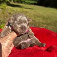 AKC Yorkie, Heidi, a female Yorkshire Terrier for sale in Greensboro, NC – 3 of 7