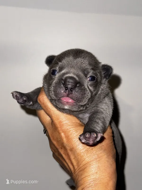 COBY – French Bulldog puppy for sale in Greensboro, NC