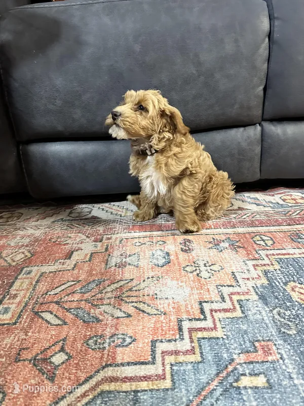 Benji – Goldendoodle puppy for sale in Plymouth, IL