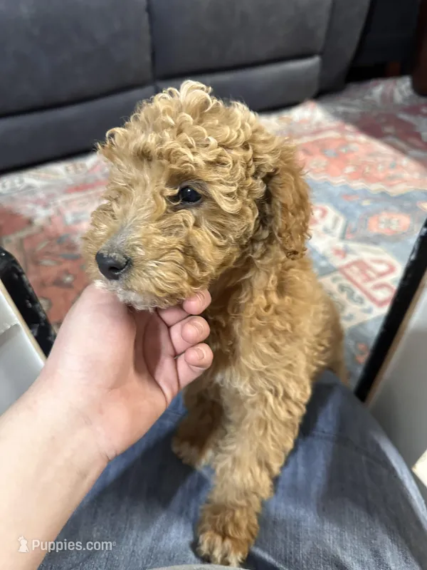 Petunia – Goldendoodle puppy for sale in Plymouth, IL