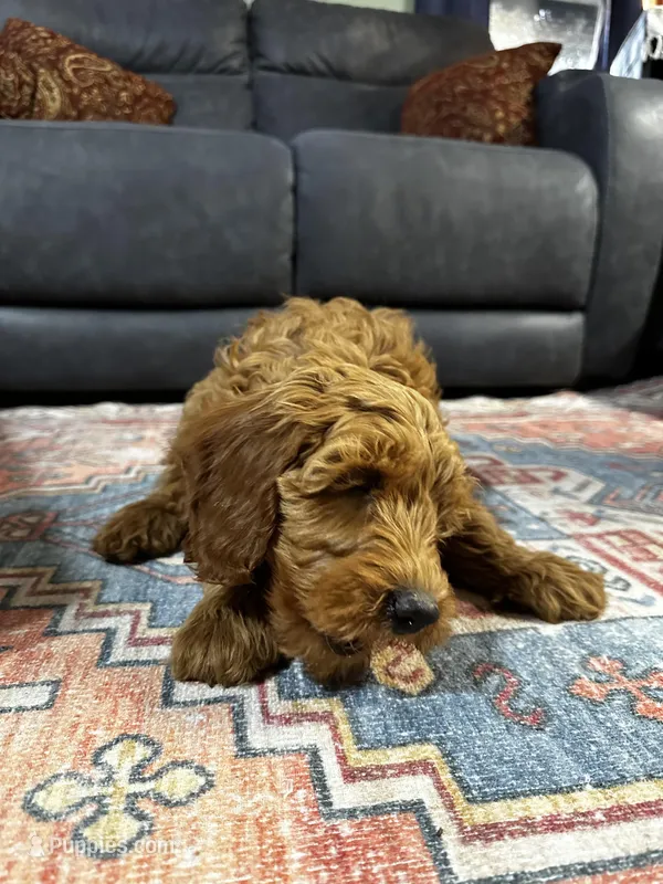 Grumpy – Goldendoodle puppy for sale in Plymouth, IL