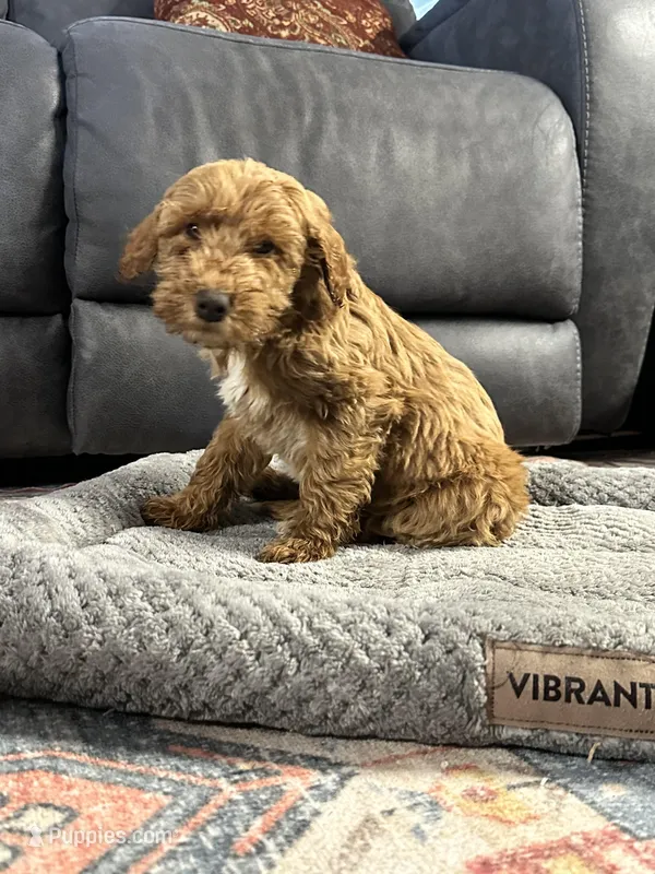 Joe – Goldendoodle puppy for sale in Plymouth, IL