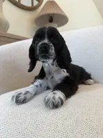 Wiggles , a male Cocker Spaniel for sale in Jurupa Valley, CA – Photo 4 of 5