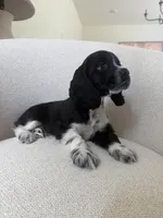 Wiggles , a male Cocker Spaniel for sale in Jurupa Valley, CA – Photo 1 of 5