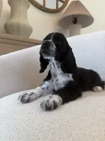 Wiggles , a male Cocker Spaniel for sale in Jurupa Valley, CA – Photo 5 of 5