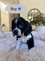 Wiggles , a male Cocker Spaniel for sale in Jurupa Valley, CA – Photo 3 of 5