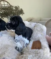 Wiggles , a male Cocker Spaniel for sale in Jurupa Valley, CA – Photo 2 of 5