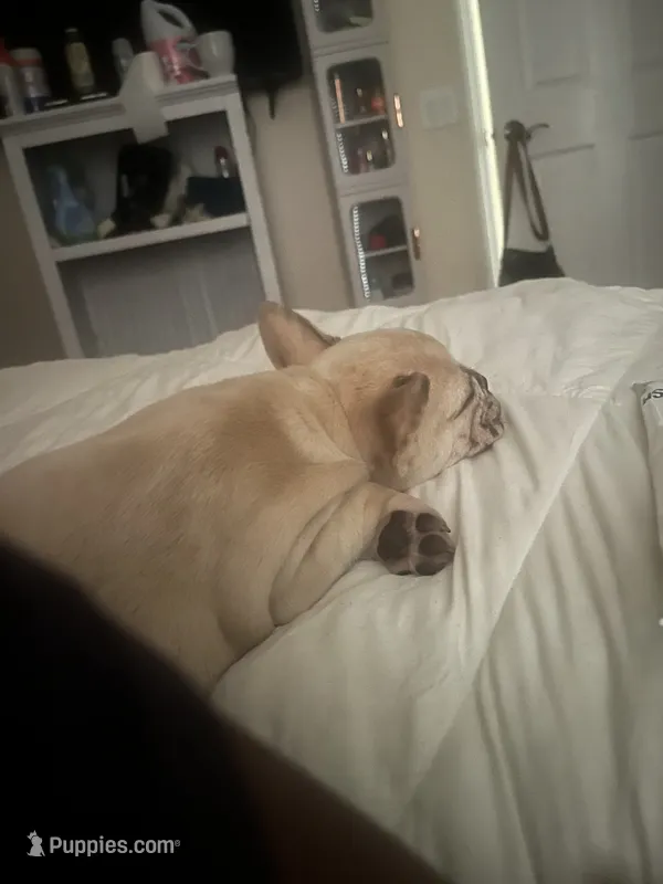 Cinnamon  – French Bulldog puppy for sale in Land O Lakes, FL