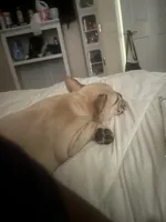 Cinnamon , a female French Bulldog for sale in Land O Lakes, FL – 1 of 8