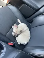 Cinnamon , a female French Bulldog for sale in Land O Lakes, FL – 2 of 8